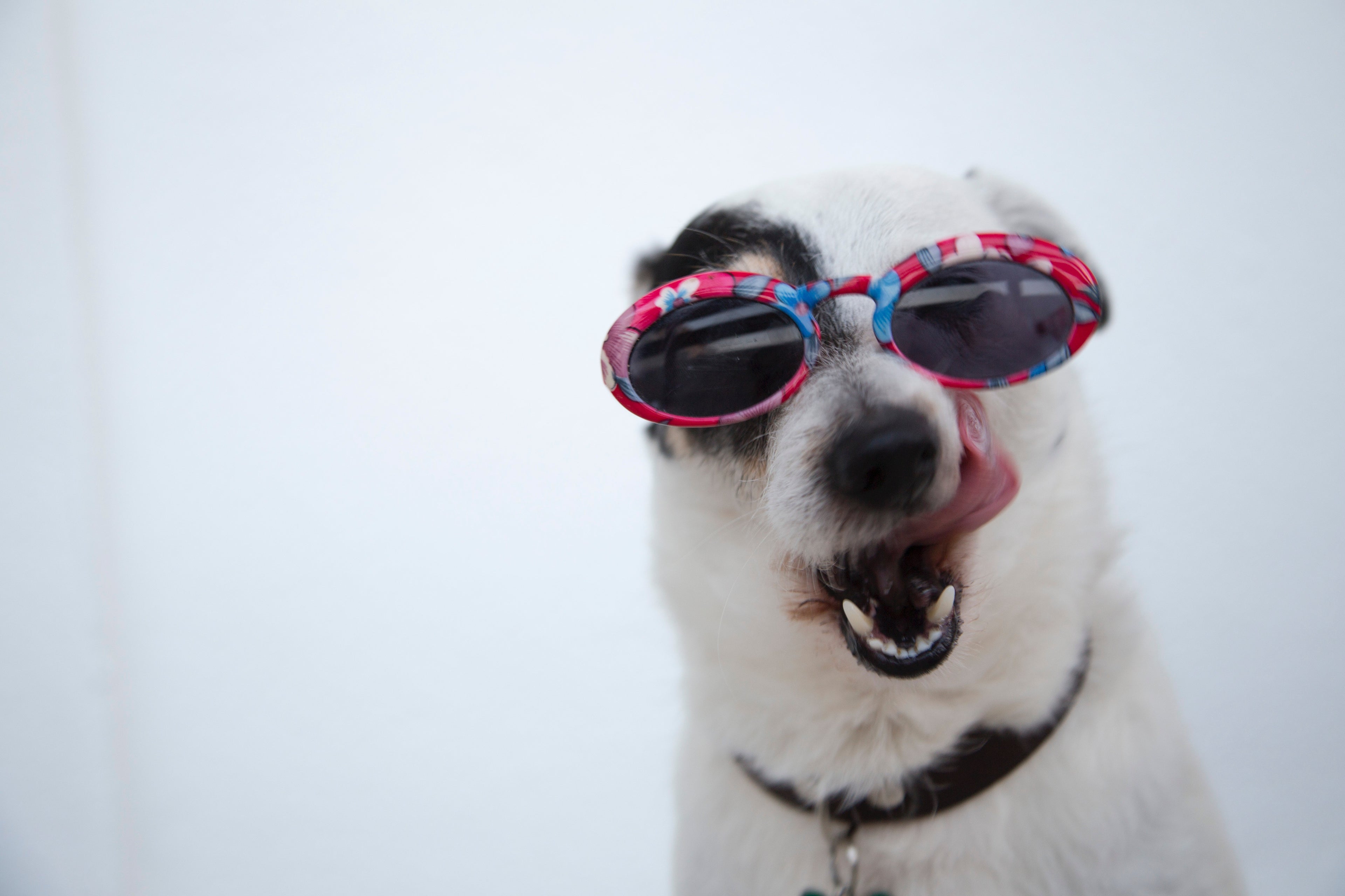 dog with glasses